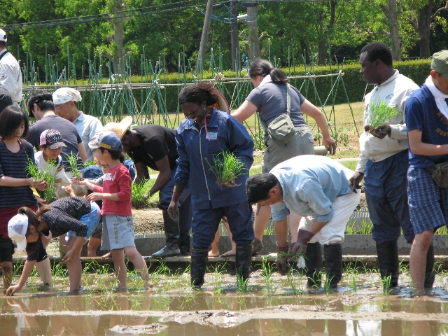 【自然】JICA筑波「田植え祭り（さなぶり）」～外国人研修員との交流と田植え体験～